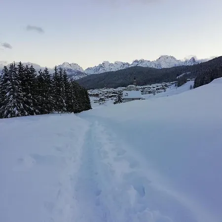 Stella Alpina *